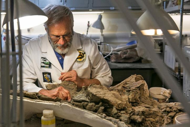 La carrera de paleontología