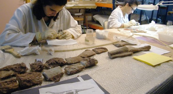 La carrera de paleontología