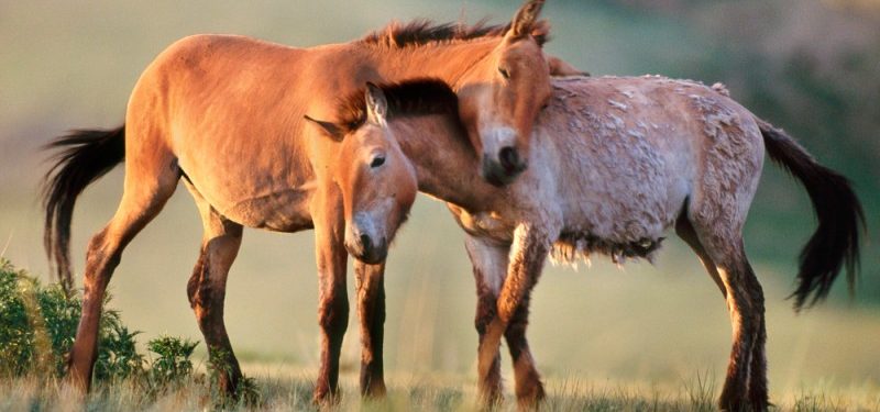 Caballo Przewalski