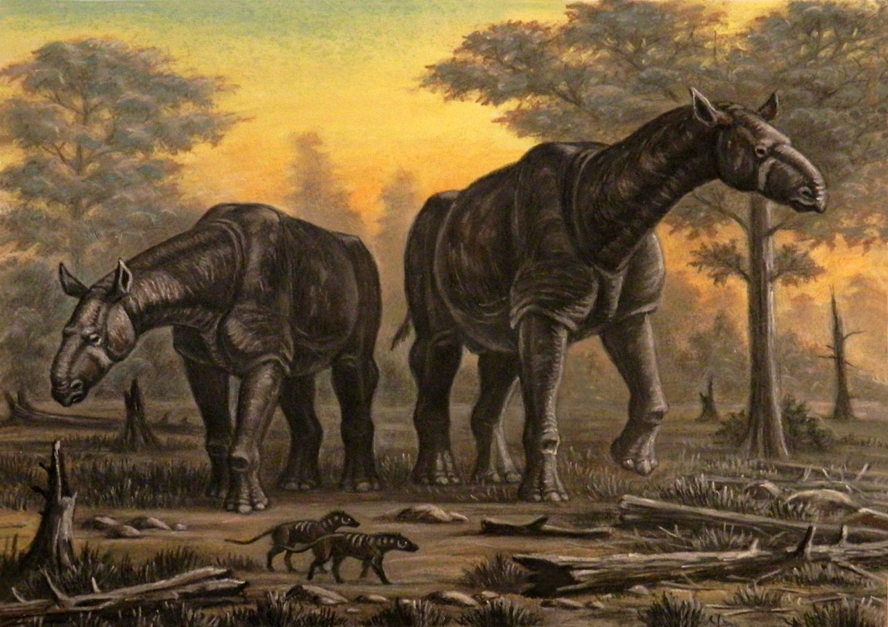 Paraceratherium