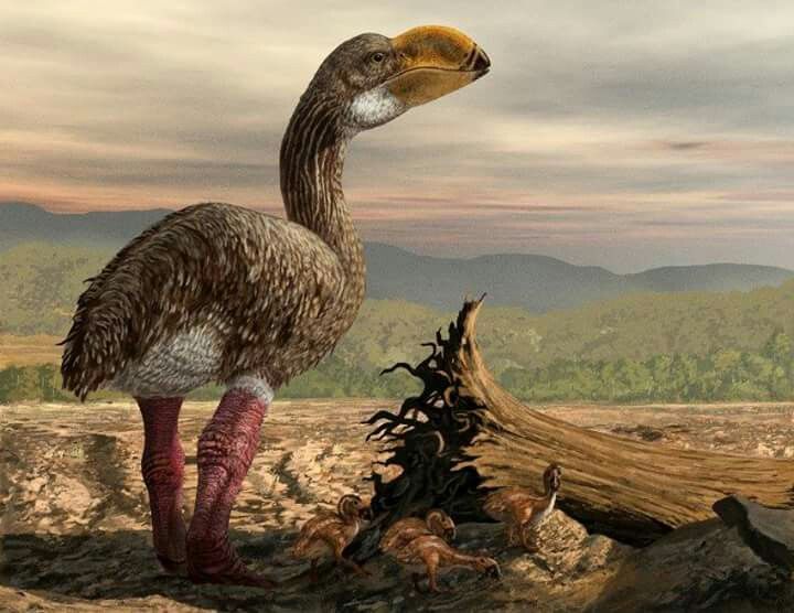 Dromornis