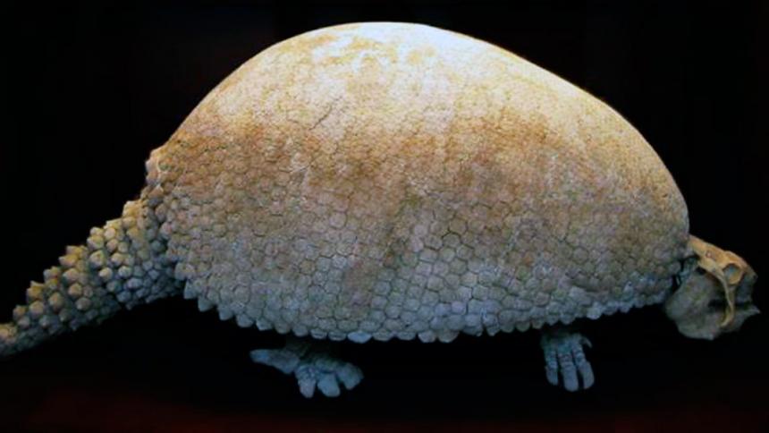 Glyptodon