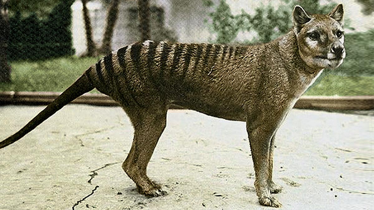 Thylacine